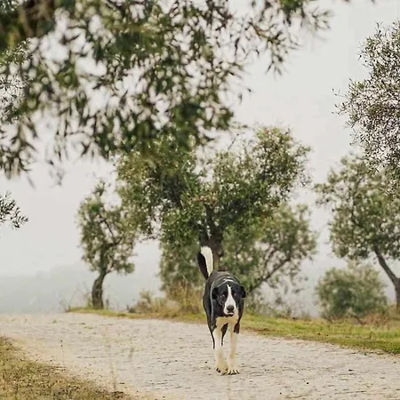 Acushla Golden House Douro Lodoes