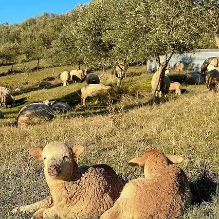 Шале Acushla Golden House Douro *