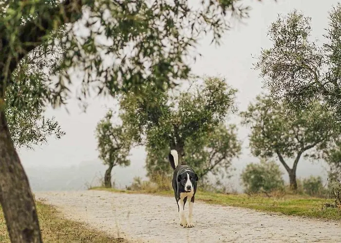 Acushla Golden House Douro Lodões