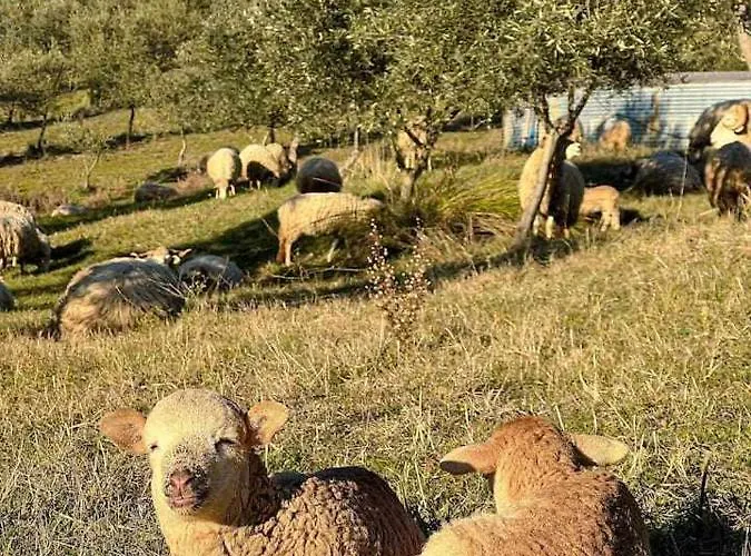 Chalet Acushla Golden House Douro *